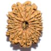 3 Mukhi Rudraksha