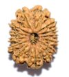 3 Mukhi Rudraksha