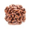 2 Mukhi Rudraksha