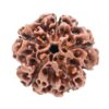 1 Mukhi Rudraksha