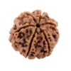 8 Mukhi Rudraksha