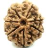 10 Mukhi Rudraksha