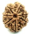 10 Mukhi Rudraksha