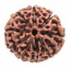 11 Mukhi Rudraksha