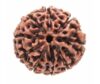 11 Mukhi Rudraksha